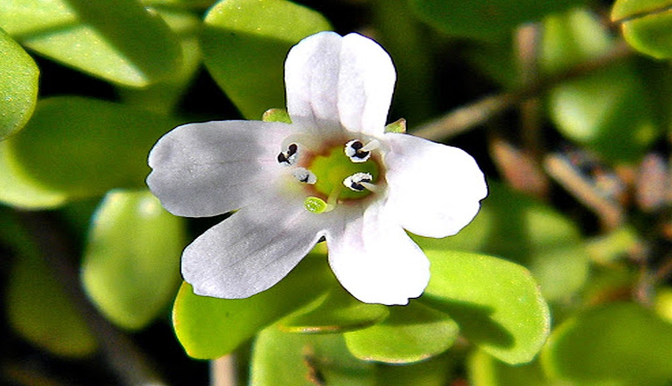 brahmi,health benefits of brahmi,Health tips,fitness tips