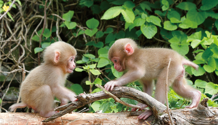 bandipur national park,tips for visiting bandipur national park