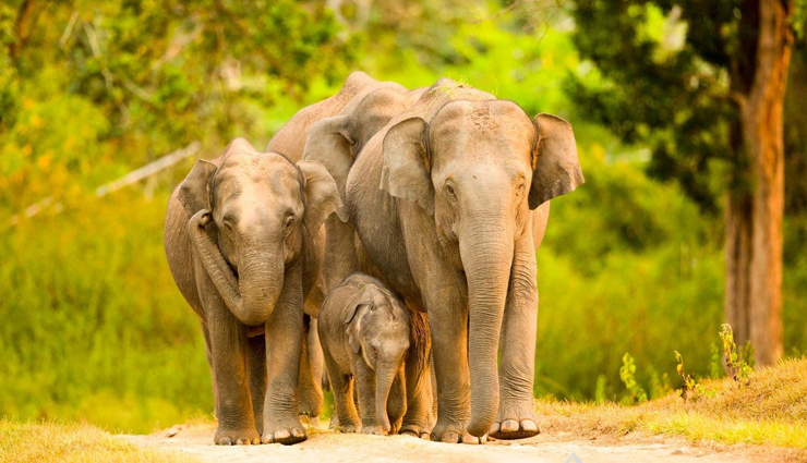 bandipur national park,tips for visiting bandipur national park