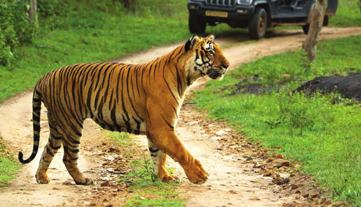bandipur national park,tips for visiting bandipur national park