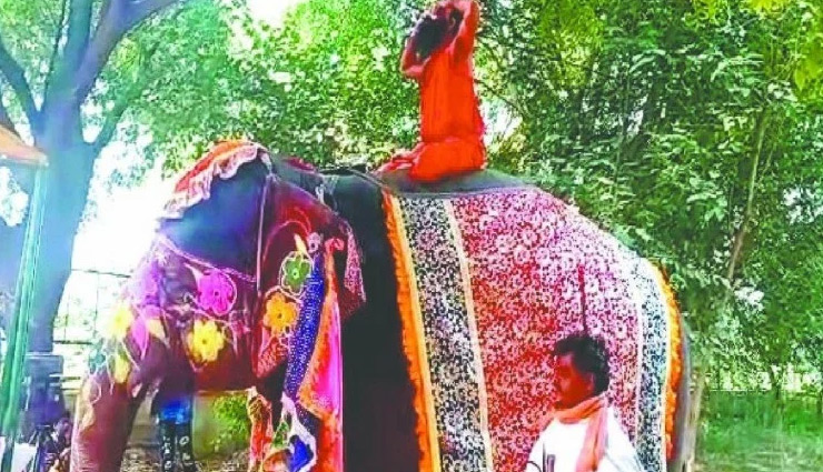 baba ramdev,baba ramdev yoga,elephant,legal notice,wildlife protection act,news