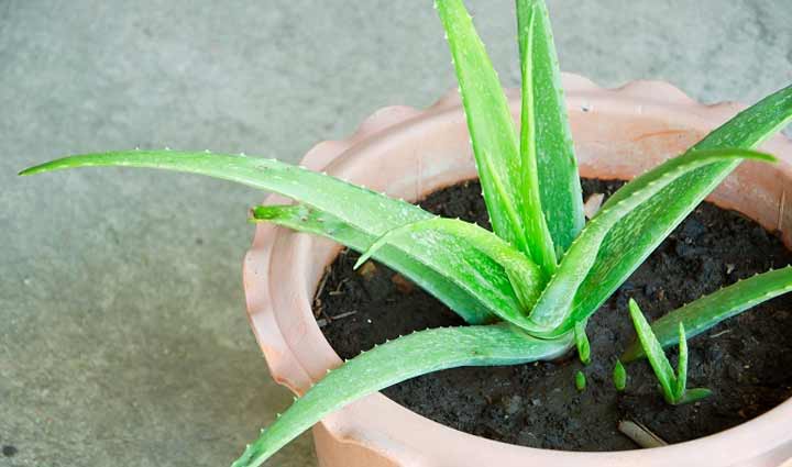 piles,hemorrhoids,home remedies,relief,natural treatment,Health,healthy living,wellness,digestive issues,hemorrhoid relief,holistic healing.