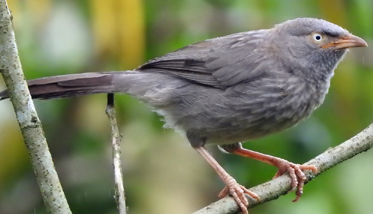 jungle birds,jungle birds you can spot  in india,india tourism,tourist places in india,india tourist places,holidays,travel