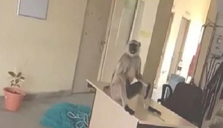 इस लंगूर ने कर रखा था पुलिस वालों को परेशान, भाग जाता था कान मरोड़कर