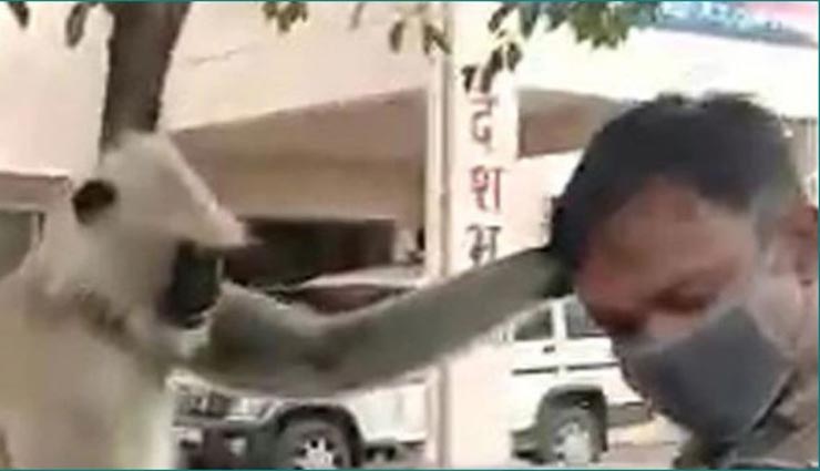 weird news,weird incident,baboon in mp,police,baitool