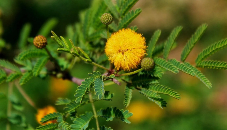 क्या आपको परेशान कर रहे हैं दर्दभरे फोड़े-फुंसी, इन घरेलू उपचारों से मिलेगा आराम natural remedies for painful boils,home treatments for painful boils,get rid of boils with home remedies,boil pain relief home remedies,effective home remedies for painful boils,quick boil pain relief at home,natural ways to treat painful boils,home remedies for boils discomfort,remedies for painful boils on skin,relieve boils pain naturally at home