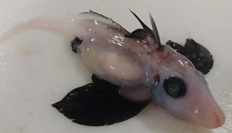 समुद्र की गहराइयों में वैज्ञानिकों को मिली बड़ी ही दुर्लभ मछली, नाम है 'बेबी घोस्ट शार्क'