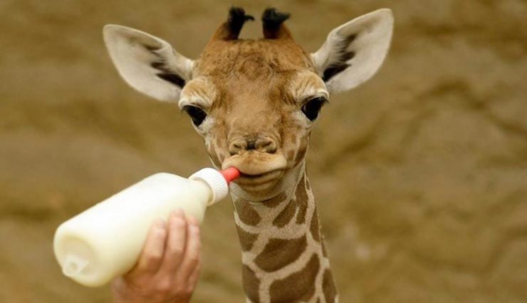 पैदा होते ही इस इस बेबी जिराफ के नाम हुआ अनोखा रिकॉर्ड, दुनियाभर में बटोर रहा सुर्खियां 