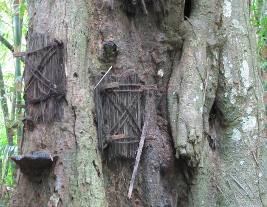 The Tree Where Infant Babies are Buried