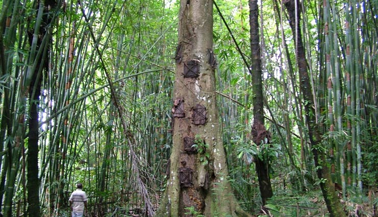 holidays,travel,the tree where infant babies are buried,baby grave tree,indonasia