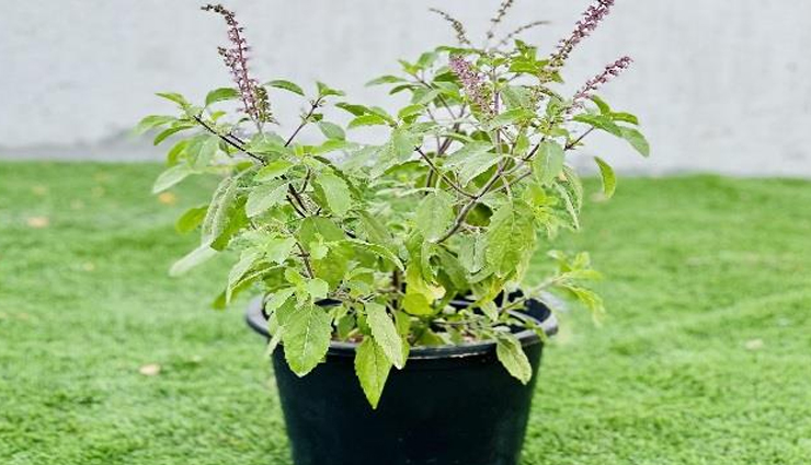 due to having worms in the stomach,children start suffering from pain and burning sensation,these remedies will give relief,Health,healthy living,health news in hindi