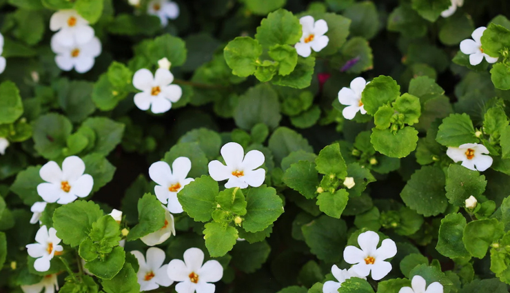 remedies to treat attention-deficit disorder,what is attention deficit disorder,healthy living,Health tips