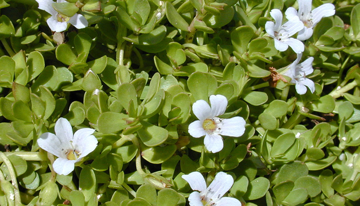 epilepsy,epilepsy treatment,home remedies to treat epilepsy,epilepsy problem,best remedies for epilepsy,Health,Health tips