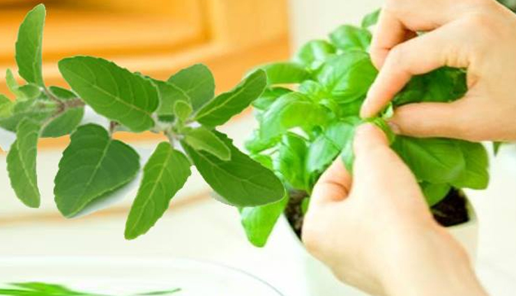 bad breath,home remedies to treat bad breath,bad breath from mouth,Health tips,fitness tips,health tips in hindi