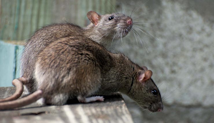 rat,measures ,चूहों से जुड़े अपशकुन