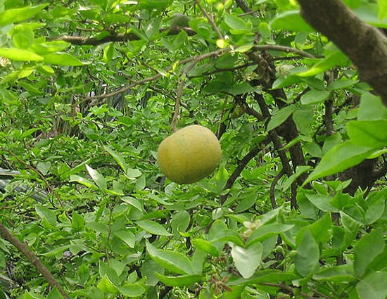 5 Amazing Benefits of Bael