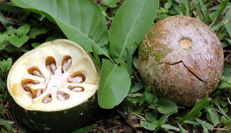 6 Reasons Why Consuming Bael During Summers is Good For Your Health