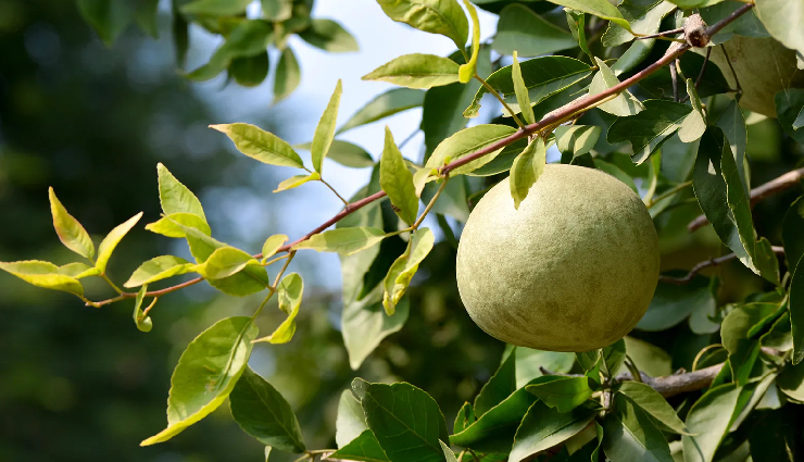 herbs and spices for digestion,natural remedies for digestion,improve digestion with herbs,spices that aid digestion,herbal supplements for digestive health,herbs for gastrointestinal health,ayurvedic herbs for digestion,spices to soothe digestive issues,digestive herbs and spices list,best herbs for gut health,spices for better nutrient absorption,ginger and digestion benefits,fennel for digestive health,triphala for digestion,peppermint for stomach discomfort