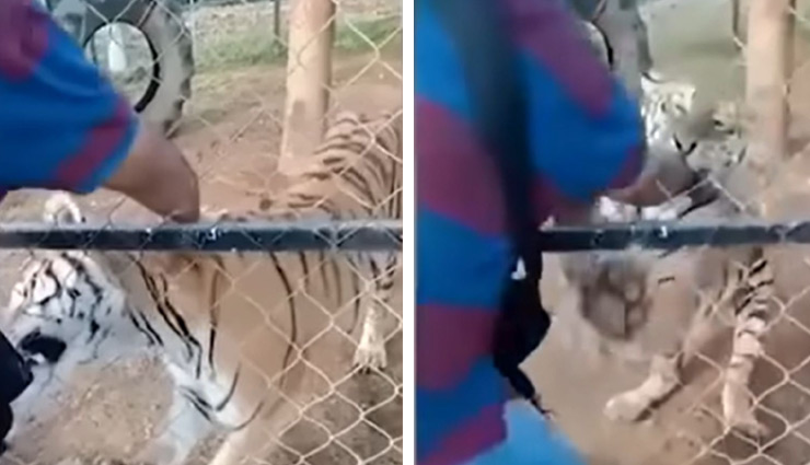 ज़ू कीपर के हाथ को बाघ ने दबोचा, हुई मौत, वायरल हुआ दिल दहला देने वाला वीडियो