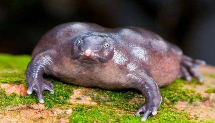 आपने शायद ही देखें होंगे ये अजीबोगरीब जीव, हो जाएंगे सोचने पर मजबूर weird news,weird information,strange creatures,creatures of the world