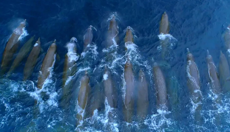 monterey bay whale watching,whale species in monterey bay,blue whales in monterey bay,killer whales in monterey bay,gray whale migration,humpback whales in monterey bay,minke whales in monterey bay,fin whales in monterey bay,bairds beaked whale sighting,whale watching season,whale behavior in monterey bay,best time for whale watching,whale habitat in monterey bay,marine sanctuary in monterey bay,monterey bay wildlife,unique whale sightings,best places for whale watching,guided whale watching tours,conservation of whales in monterey bay,sustainable whale watching