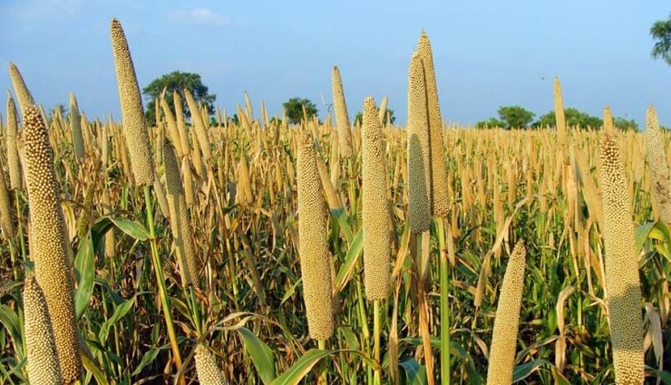 bajra,health uses of millet,Health tips,healthy living