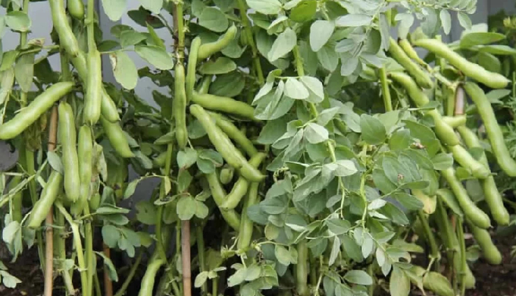 bakla beans health benefits,fava beans nutrition,benefits of eating fava beans,bakla beans nutritional value,fava beans health advantages,fava beans superfood,bakla beans benefits for health,fava beans health benefits explained,how fava beans support health,bakla beans uses for health,fava beans and health benefits.,bakla beans and health benefits,fava beans and wellness,bakla beans for improved health,fava beans dietary benefits