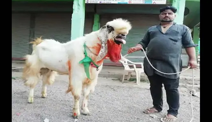 8 फीट की लंबाई, 160 किलो का वजन, जब नीलामी के उतरा तो देखते रह गए लोग