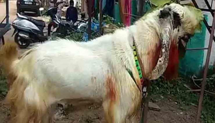 chhattisgarh,celebration of bakra eid,8 feet bakra,weird news