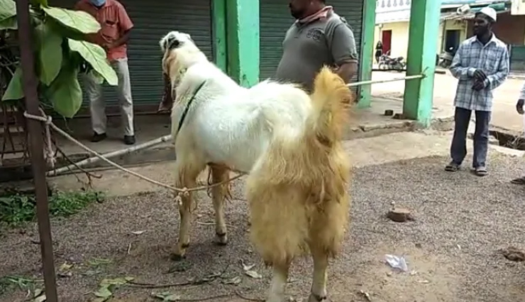 chhattisgarh,celebration of bakra eid,8 feet bakra,weird news