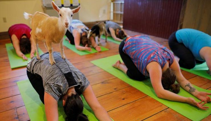 weird news,weird yoga,strange trends of yoga,international yoga day 2021
