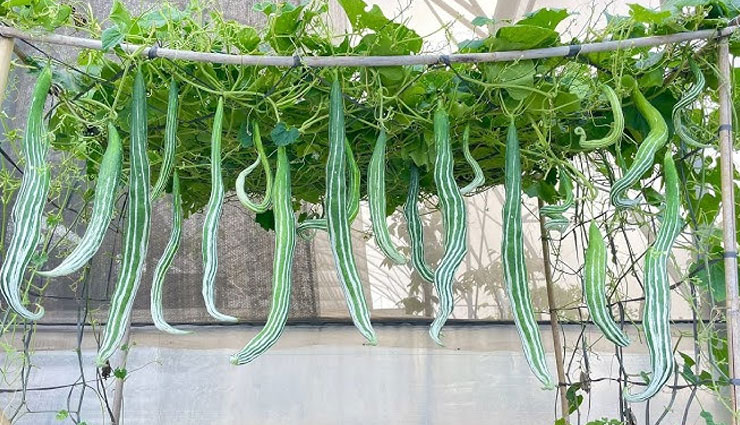 balding forehead,home remedies for balding forehead,regrow hair on forehead,diy hair growth remedies,natural remedies for receding hairline,how to grow hair on forehead,ayurvedic remedies for baldness,best oils for hair regrowth,herbal treatment for balding forehead,thinning hair solutions,hair loss treatment at home