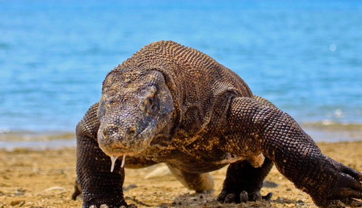 bali,islands near bali,places to visit near bali,nusa lembongan,nusa penida,gili trawangan,lombok,java,komodo island