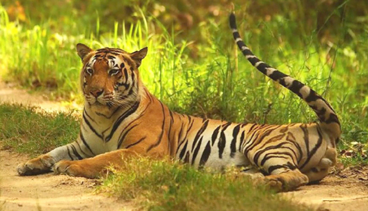 bhubaneswar tourist attractions,nearby places to visit from bhubaneswar,odisha tourism spots,bhitarkanika national park wildlife,puri rath yatra festival,mukteshwar temple architecture,tribal arts museum bhubaneswar,balukhand-konark wildlife sanctuary safari,konark sun temple unesco site,odissi dance festival,wildlife sanctuary near bhubaneswar,mukteswara dance festival,bhitarkanika eco-tourism,tribal culture in odisha,mukteshwar temple sculptures