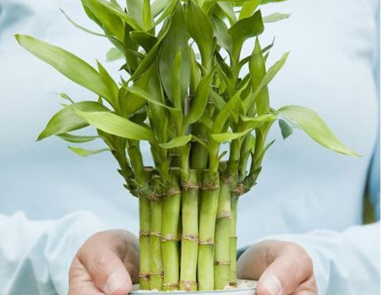 सुख-समृद्धि और पोजिटिव एनर्जी के लिए घर में लगाए बैम्बू प्लांट
