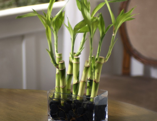 फेंगशुई के हिसाब से अपने ऑफिस या दूकान पर रखने ये चीजें, कारोबार में होगी बरकत