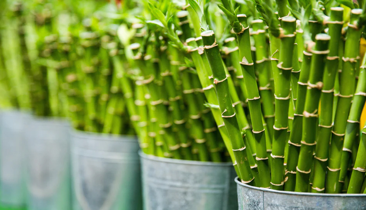 4 Ways Bamboo Extract Helps in Achieving Long Hair