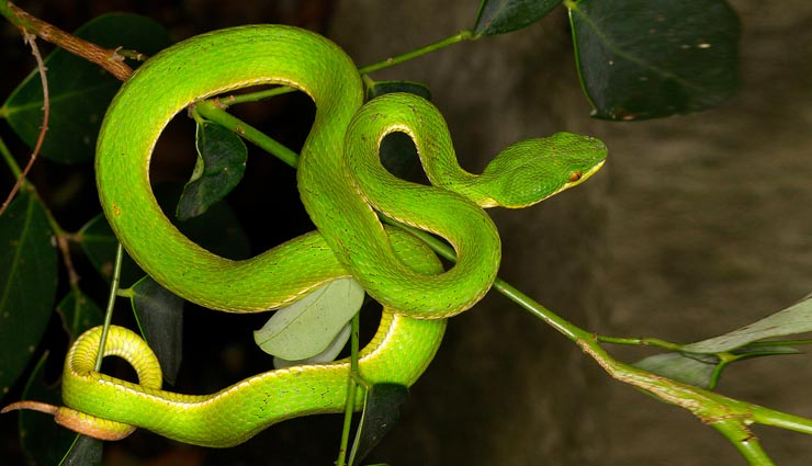 5 most beautiful and deadliest snakes,indian cobra,king cobra,indian krait,bamboo pit viper,russell viper