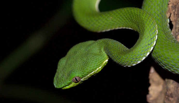 snakes found in karnataka rainforest,karnataka rainforest,snakes,green vine snake,malabar pit viper,hump nosed pit viper,horseshoe pit viper,bamboo pit viper