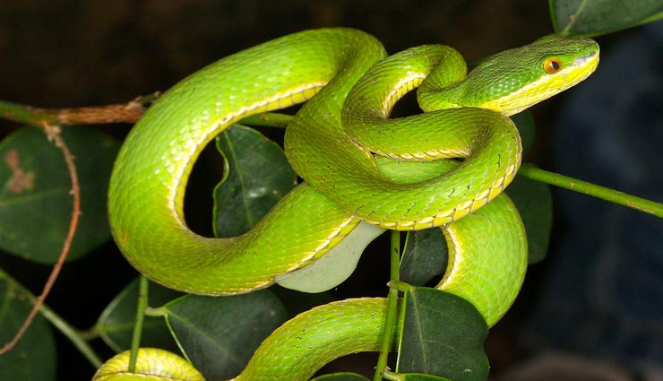 दुनिया के सबसे खूबसूरत सांप, जहर ऐसा कि मिनटों में जाती हैं इंसान की जान
