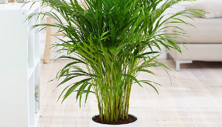 indoor plants for lung health,lung-friendly houseplants,air-purifying indoor plants,plants to improve indoor air quality,lung health and indoor gardening,indoor plants for respiratory health,houseplants for clean air,best indoor plants for lung health,lung-supporting houseplants,indoor plants for cleaner breathing