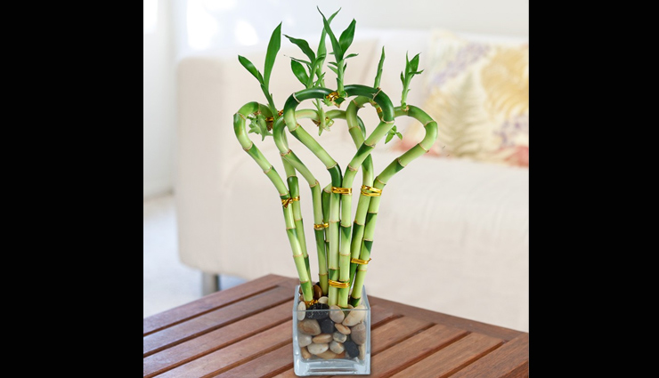 astrology tips,vaastu tips for keeping plants at home,how to get rid of vaastu dosh,plants to remove vaastu dosh,vaastu tips