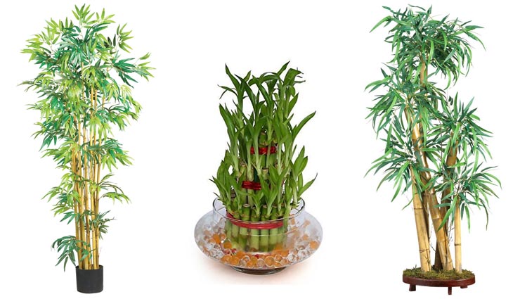 these plants brings growth in house,money plant,liliy plant,bamboo tree,lotus,aamla,chinese flower,shwetark plant,jyotish