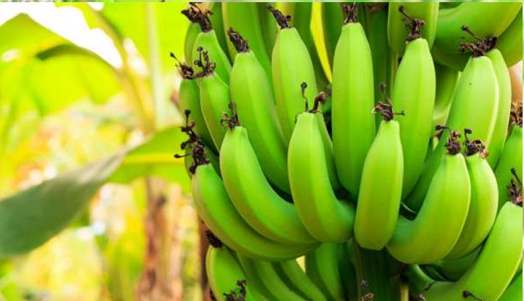 banana tree,astrology,jeevan mantra