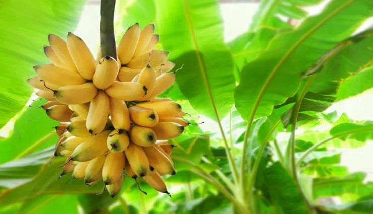 astrology tips,astrology tips in hindi,consuming fruits in dreams,dreams indications