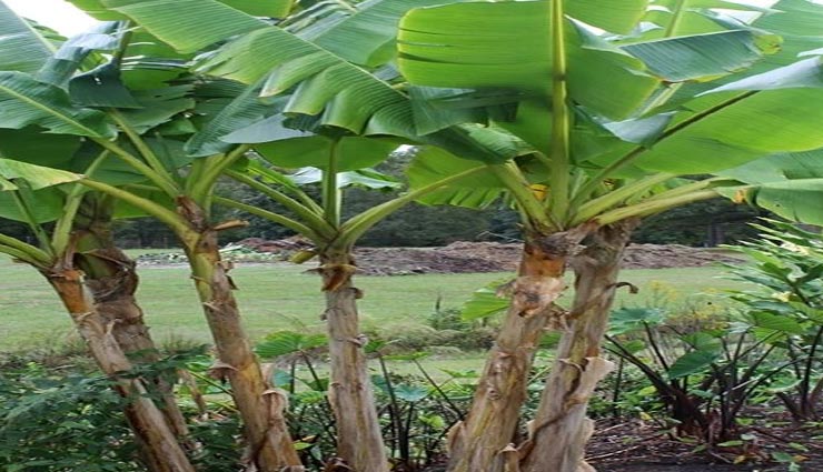 astrology tips,astrology tips in hindi,plants for money,plants for shining by fate