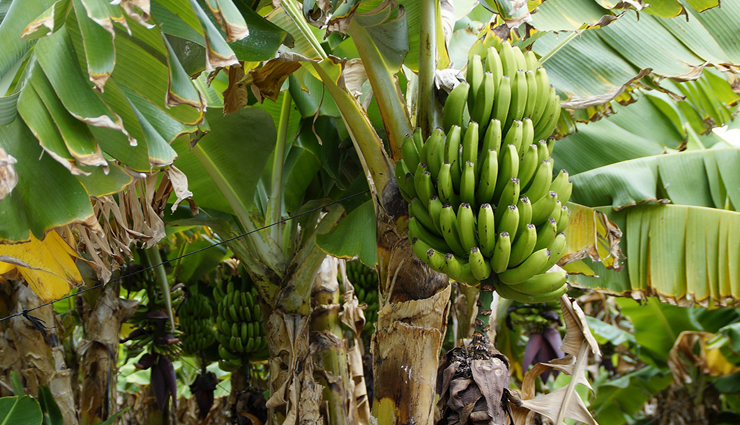 घर में लगे ये पौधे चुंबक की तरह खींचकर लाते हैं पैसा, जानें इनके बारे में vastu tips,vastu tips in hindi,plants for positivity,money in life