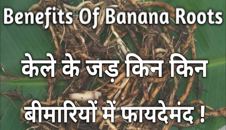 केले की जड़ दिलाएगी कई बीमारियों से राहत, जानें इस्तेमाल का तरीका