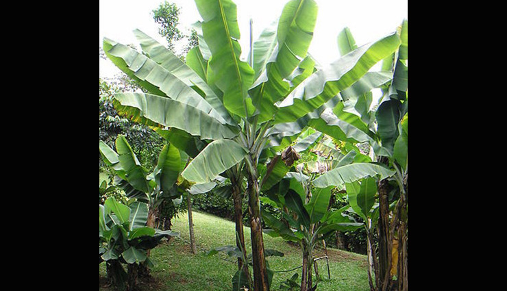 right direction to keep plants in house for growth and prosperity,vastu tips to keep plants in house,plants for growth,astrology tips