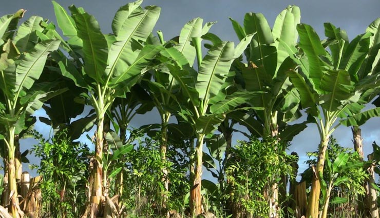 plants makes you rich,astrology tips